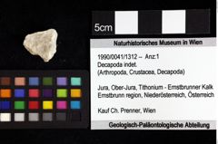 Foto (Objket + Etiketten) von Decapoda indet. 